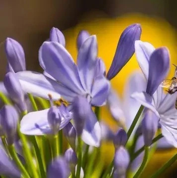 蜜蜂图片 如何养蜜蜂 蜜蜂养殖技术视频全集 蜂蜜的副作用 怎样养蜜蜂