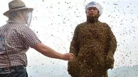 蜂蜜洗脸的正确方法 怎么引蜜蜂养蜜蜂 蜜蜂养殖技术视频全集 中华蜜蜂蜂箱 蜜蜂视频