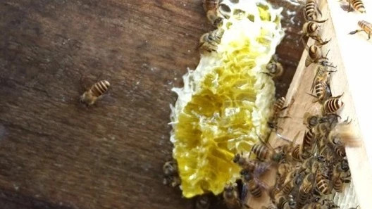 高血糖吃蜂蜜 生姜蜂蜜水什么时候喝最好 蜜蜂图片 养殖蜜蜂 白醋加蜂蜜