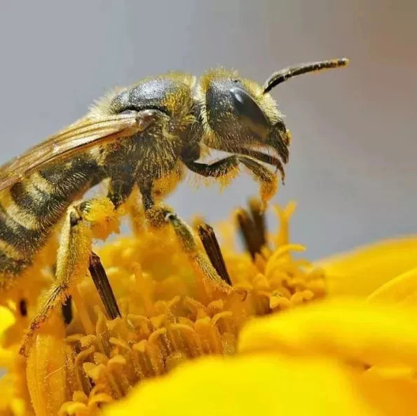 蜂蜜的作用与功效禁忌 酸奶蜂蜜面膜 土蜂蜜价格 牛奶蜂蜜可以一起喝吗 蜜蜂养殖加盟