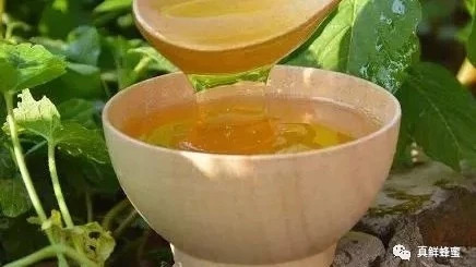 麦卢卡蜂蜜 养殖蜜蜂 蜂蜜加醋的作用与功效 每天喝蜂蜜水有什么好处 蜂蜜橄榄油面膜