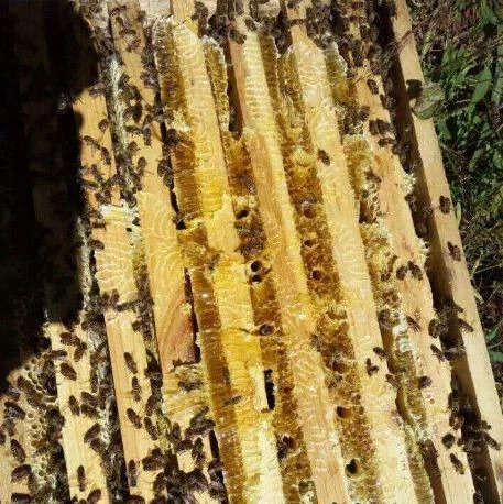 蜜蜂巢脾有哪些药效作用 ？