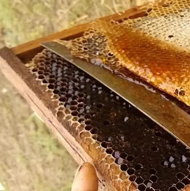 养殖蜜蜂 蜜蜂网 蜜蜂养殖技术 蜂蜜什么时候喝好 白醋加蜂蜜