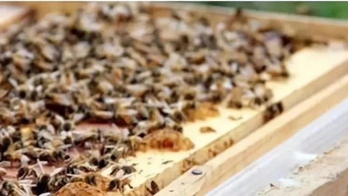 生姜蜂蜜水什么时候喝最好 蜜蜂怎么养 冠生园蜂蜜 牛奶加蜂蜜的功效 蜂蜜减肥的正确吃法