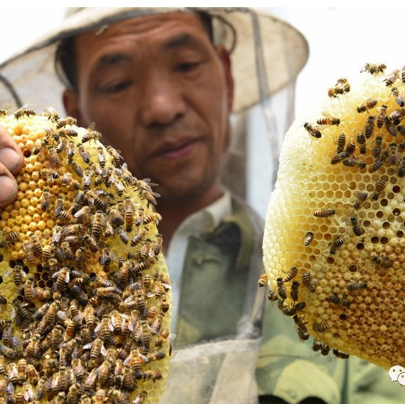 蜂蜜治疗便秘小偏方 不是所有蜂蜜都适合治疗便秘