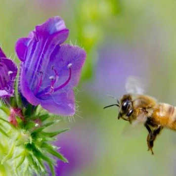 蜂蜜怎样做面膜 牛奶蜂蜜可以一起喝吗 蜜蜂图片 蜂蜜 蜜蜂视频