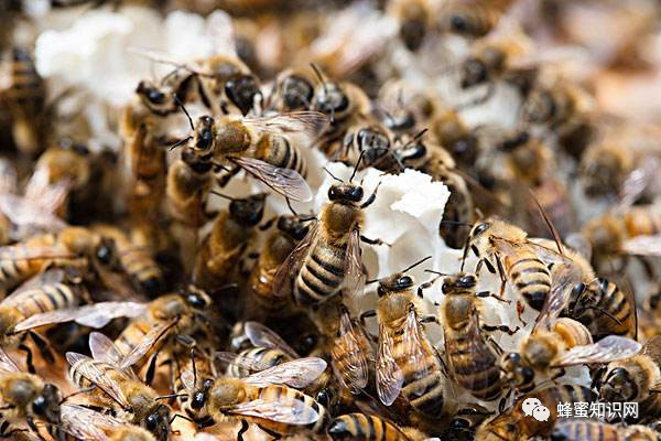 蜂蜜生姜茶 蜂蜜的好处 蜂蜜什么时候喝好 洋槐蜂蜜价格 百花蜂蜜价格