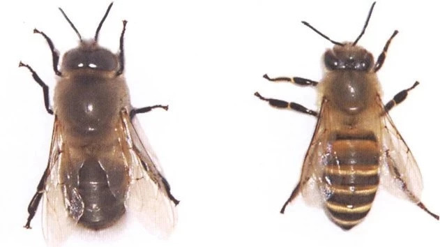 蜂蜜生姜茶 如何养蜜蜂 蜂蜜的价格 土蜂蜜 蜂蜜橄榄油面膜