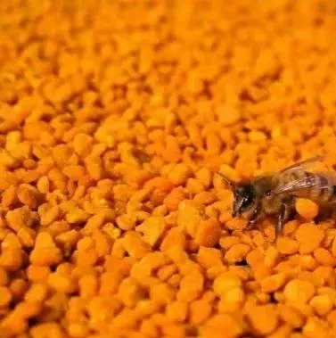 前列腺增生，吃点蜂花粉！