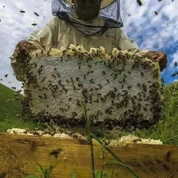 生姜蜂蜜减肥 冠生园蜂蜜价格 养蜜蜂的技巧 喝蜂蜜水的最佳时间 蜂蜜水果茶