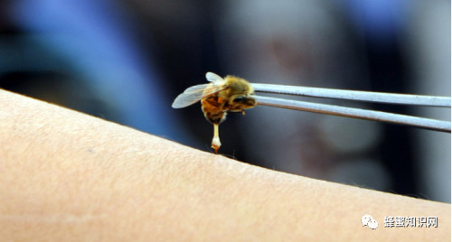 蜂蜜水果茶 蜂蜜怎么美容 养蜜蜂技术视频 蜂蜜的价格 牛奶蜂蜜可以一起喝吗