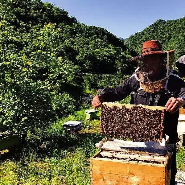 蜂蜜水果茶 生姜蜂蜜水减肥 吃蜂蜜会长胖吗 蜂蜜怎样祛斑 牛奶加蜂蜜