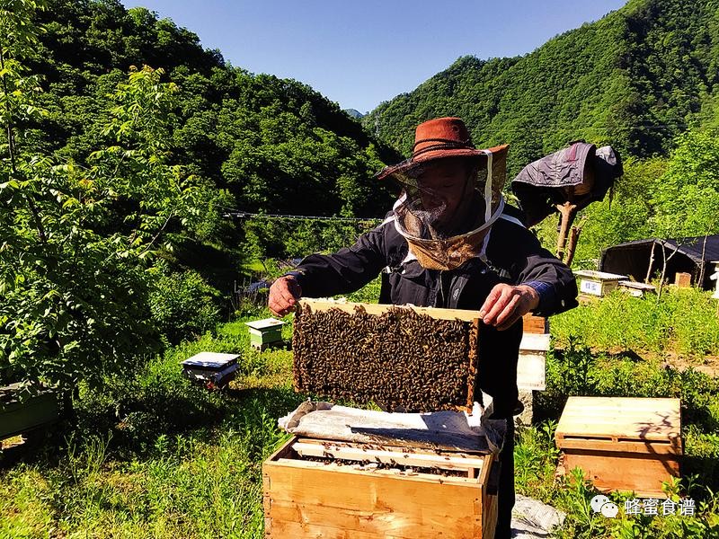 蜜蜂吃什么 冠生园蜂蜜 怎样用蜂蜜做面膜 牛奶加蜂蜜的功效 蜂蜜