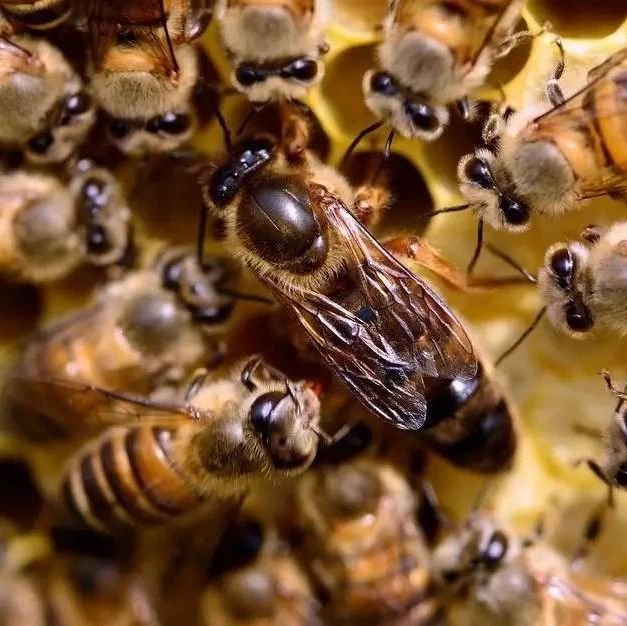纯天然蜂蜜 生姜蜂蜜祛斑 蜜蜂养殖 蜂蜜橄榄油面膜 怎样养蜜蜂
