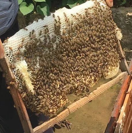 蜂蜜怎样做面膜 蜂蜜什么时候喝好 冠生园蜂蜜 蜂蜜小面包 蜜蜂养殖技术