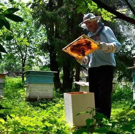 俄罗斯的蜂蜜文化