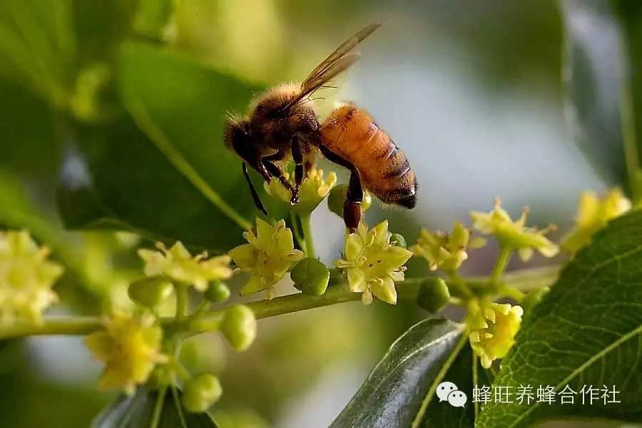 蜂蜜去痘印 蜜蜂养殖技术 土蜂蜜 哪种蜂蜜最好 蜂蜜怎样做面膜
