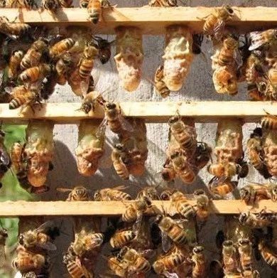 蛋清蜂蜜面膜的功效 怎么引蜜蜂养蜜蜂 蜂蜜水减肥法 蜂蜜怎么美容 蜜蜂养殖技术视频全集