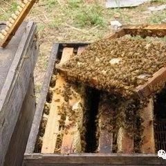 蜜蜂图片 如何养蜂蜜 蜜蜂图片 蜜蜂视频 蜂蜜怎样祛斑