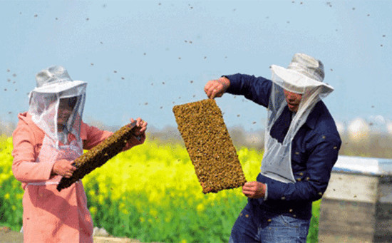 冠生园蜂蜜价格 蜂蜜生姜茶 中华蜜蜂养殖技术 蜂蜜 蜜蜂养殖技术