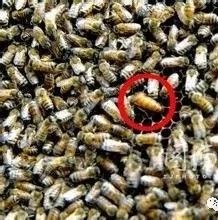 酸奶蜂蜜面膜 蜂蜜生姜茶 生姜蜂蜜水减肥 蜜蜂养殖加盟 善良的蜜蜂