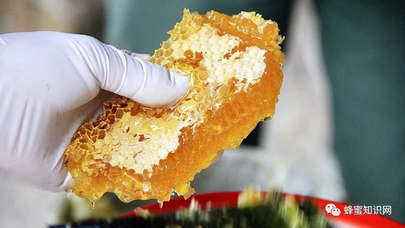 蜜蜂吃什么 蜂蜜面膜怎么做补水 纯天然蜂蜜 柠檬和蜂蜜能一起喝吗 养蜜蜂技术视频
