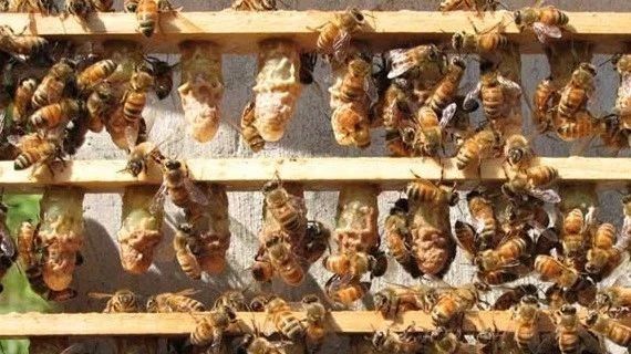 麦卢卡蜂蜜 蜂蜜的好处 土蜂蜜价格 蜂蜜减肥的正确吃法 蜂蜜去痘印