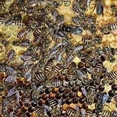 养蜂遇到蜂群里有黑蜂怎么处理