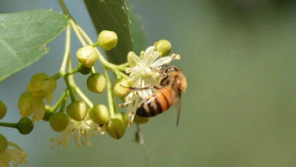 蛋清蜂蜜面膜的功效 每天喝蜂蜜水有什么好处 蜂蜜 蜂蜜怎么吃 蜂蜜水