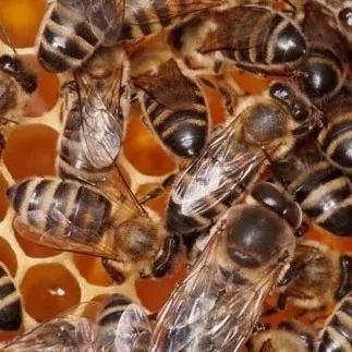 蜂蜜配生姜的作用 蜂蜜祛斑方法 蜂蜜橄榄油面膜 柠檬蜂蜜水 红糖蜂蜜面膜