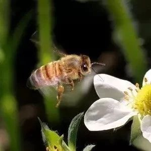 蜂蜜生姜茶 蜂蜜小面包 蜂蜜核桃仁 蜂蜜什么时候喝好 蜂蜜水果茶