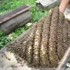 纯天然蜂蜜 冠生园蜂蜜 牛奶蜂蜜可以一起喝吗 中华蜜蜂养殖技术 蜂蜜瓶