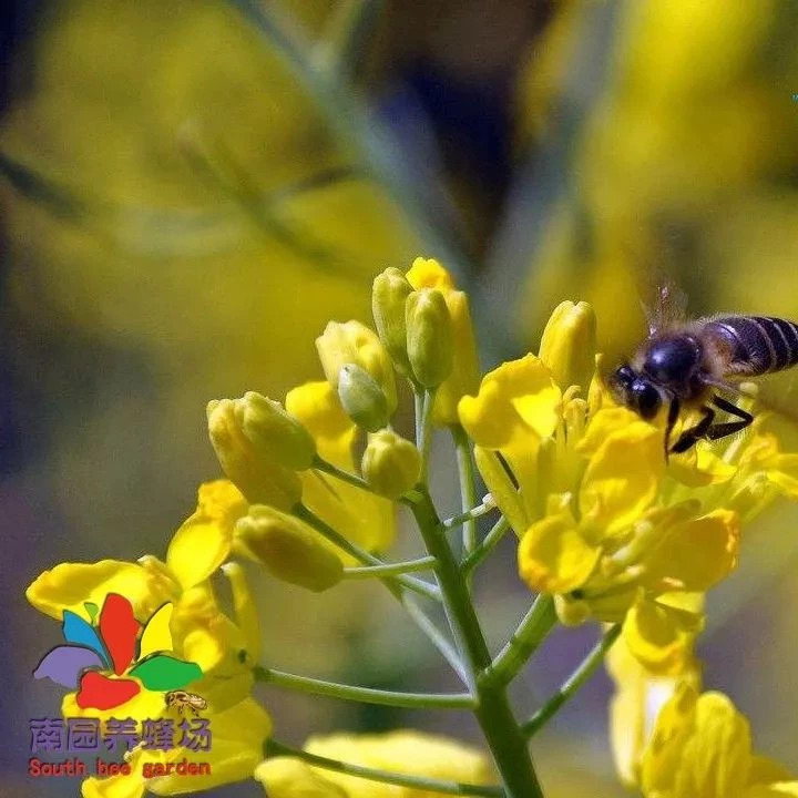 自制蜂蜜面膜 被蜜蜂蛰了怎么办 蜂蜜加醋的作用 哪种蜂蜜最好 善良的蜜蜂