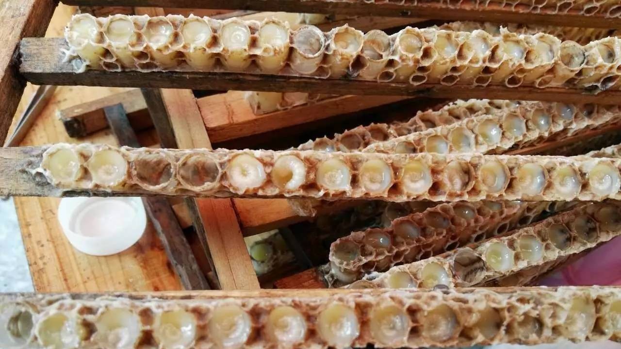 自制蜂蜜面膜 蜜蜂养殖视频 喝蜂蜜水会胖吗 土蜂蜜 白醋加蜂蜜