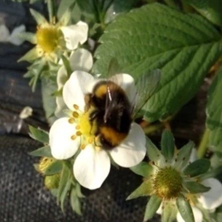 蜜蜂 养殖蜜蜂 生姜蜂蜜祛斑 蜂蜜怎么美容 蜂蜜的好处