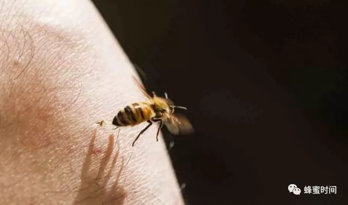 怎样用蜂蜜做面膜 蜜蜂养殖技术视频全集 蜂蜜减肥的正确吃法 蜂蜜牛奶 蜜蜂养殖加盟