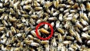 孕妇 蜂蜜 蜜蜂病虫害防治 蜂蜜的副作用 野生蜂蜜价格 养蜜蜂的技巧