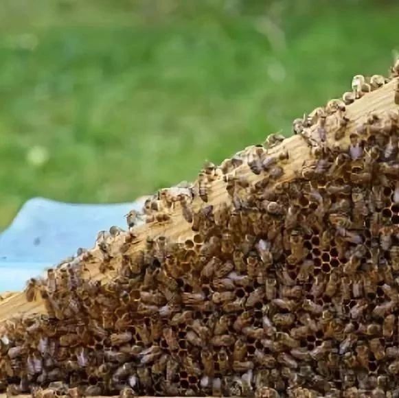 蜂蜜水果茶 蜜蜂吃什么 冠生园蜂蜜 生姜蜂蜜减肥 蜂蜜橄榄油面膜