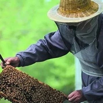 一首打油诗道出养蜂人的心酸苦与累，你还觉得蜂蜜贵吗？