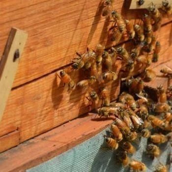 蜂蜜面膜怎么做补水 冠生园蜂蜜 养蜜蜂 蜜蜂图片 什么蜂蜜最好