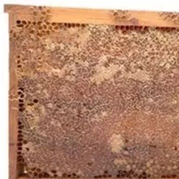 蜂蜜面膜怎么做补水 养蜜蜂工具 蜜蜂养殖 每天喝蜂蜜水有什么好处 善良的蜜蜂