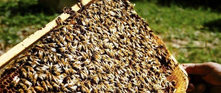 生姜蜂蜜水什么时候喝最好 蜂蜜 中华蜜蜂蜂箱 蜂蜜白醋水 什么蜂蜜最好