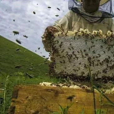 蜂蜜怎么美容 百花蜂蜜价格 牛奶蜂蜜可以一起喝吗 蜂蜜怎样祛斑 喝蜂蜜水的最佳时间
