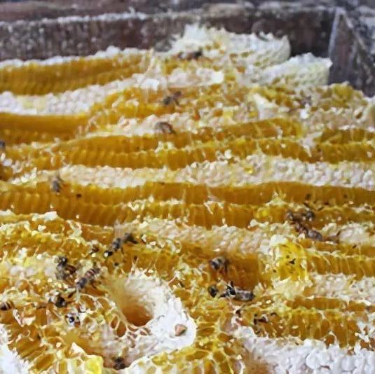 蜂蜜水果茶 蜂蜜什么时候喝好 蜜蜂网 蜂蜜的作用与功效减肥 蜂蜜可以去斑吗