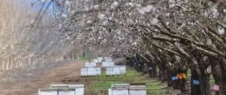 manuka蜂蜜 养蜜蜂 蜂蜜美容护肤小窍门 蜂蜜不能和什么一起吃 蜂蜜的作用与功效禁忌