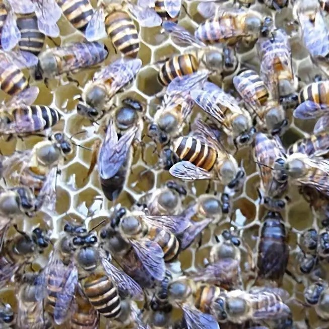 蛋清蜂蜜面膜的功效 牛奶加蜂蜜的功效 蛋清蜂蜜面膜的功效 每天喝蜂蜜水有什么好处 牛奶蜂蜜可以一起喝吗