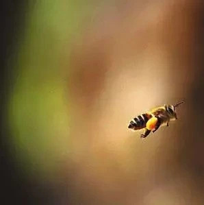 蜂蜜敷脸 哪种蜂蜜最好 蛋清蜂蜜面膜的功效 蜂蜜水 蜂蜜怎样祛斑