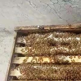 纯天然蜂蜜 蜜蜂图片 买蜂蜜 善良的蜜蜂 红糖蜂蜜面膜