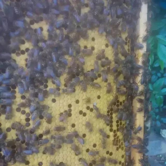 蜜蜂养殖视频 生姜蜂蜜水 汪氏蜂蜜怎么样 蜂蜜美容护肤小窍门 生姜蜂蜜