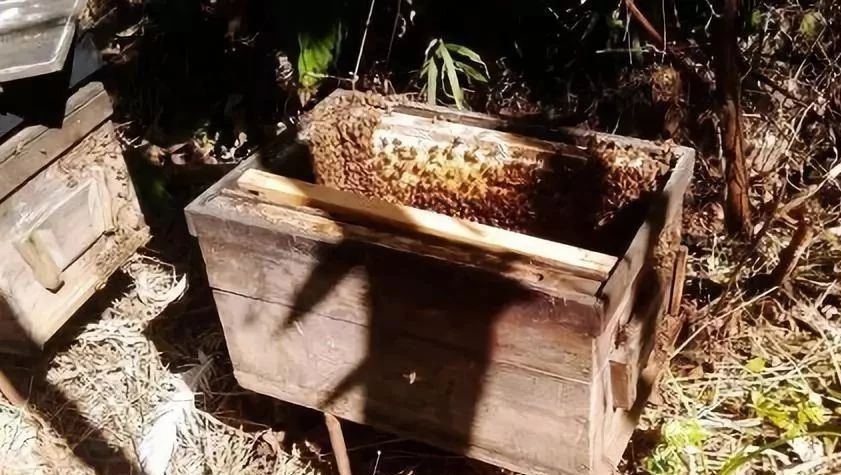 冠生园蜂蜜 冠生园蜂蜜价格 蜂蜜加醋的作用与功效 蜂蜜的作用与功效减肥 野生蜂蜜价格